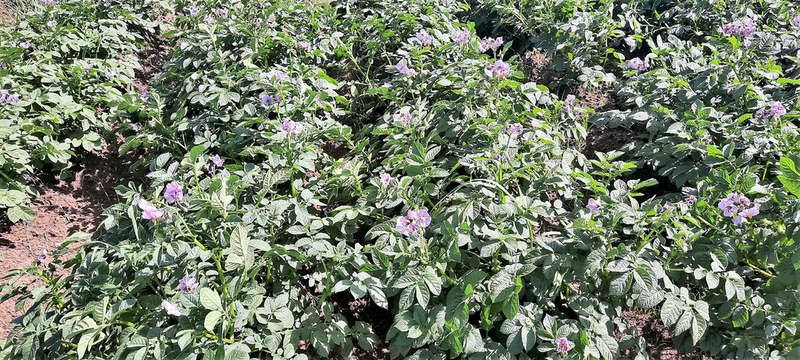 School of Agriculture and Biotechnology