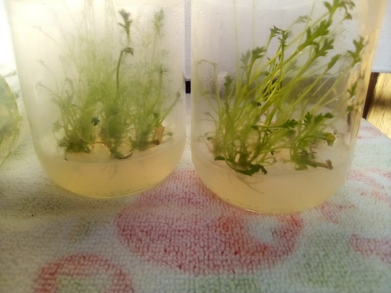 School of Agriculture and Biotechnology