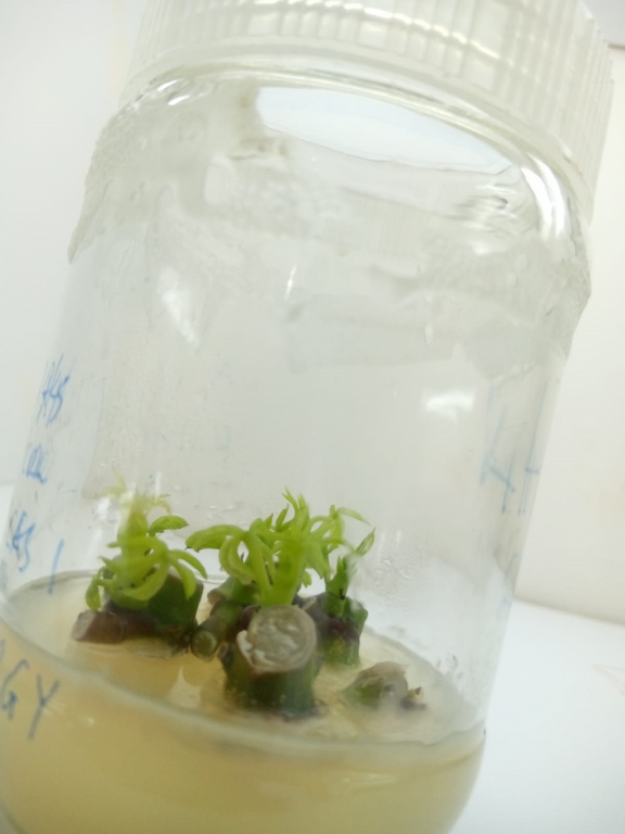 School of Agriculture and Biotechnology