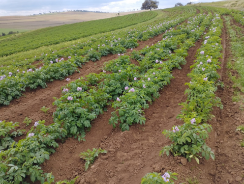 University of Eldoret Don Unveils New Potato Varieties