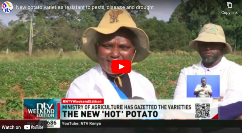 Scientists from the University of Eldoret have developed three potato varieties