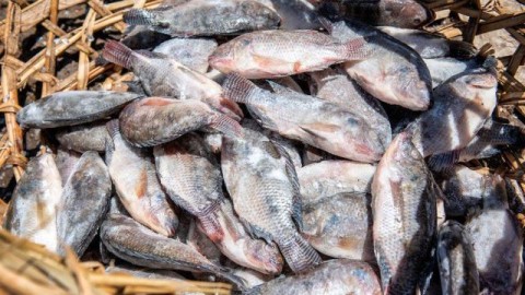 Launch of I-FISH Project at Kibisi, Bungoma County