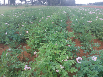 Potato seed producti