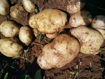 Eldo Amani Tubers