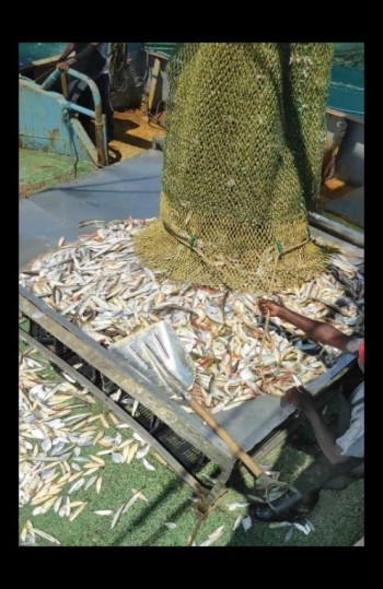 By-catch from the co