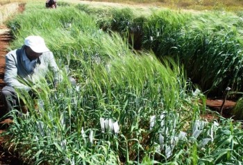 Making barley crosse