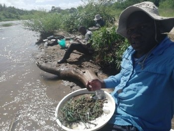Sorting of invertebr
