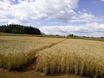 Seed crop at UoE far