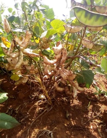 Mature Dolichos plan