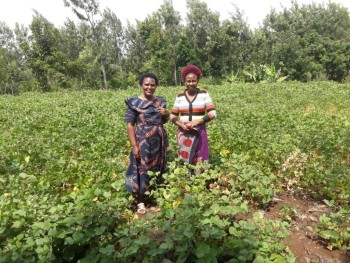 Dolichos in large sc