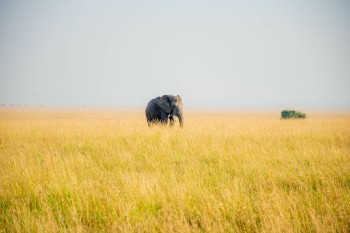 UoE International St