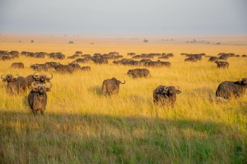 UoE International St