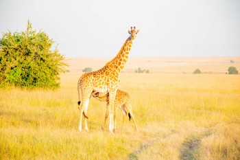 UoE International St