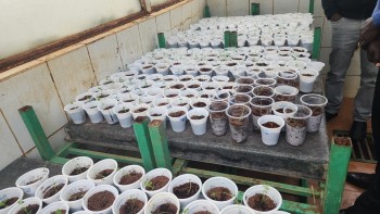 CGA Farmers from Lai