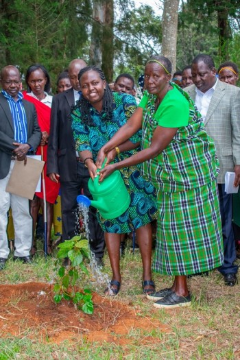 The North-Rift Herba