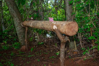 The North-Rift Herba