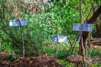 The North-Rift Herba