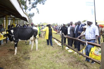 Previous Agribusines