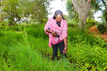 Collaboration betwee