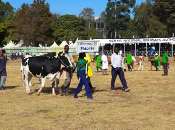 University of Eldore