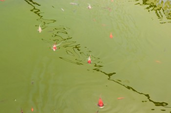 University Council M