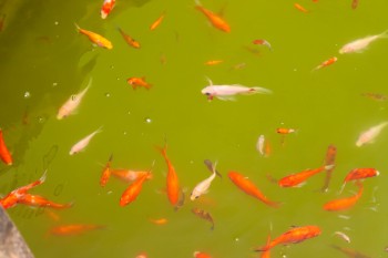 University Council M