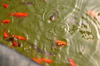 University Council M