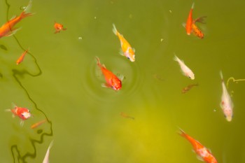 University Council M